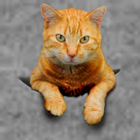 Pocket Cat T-Shirt