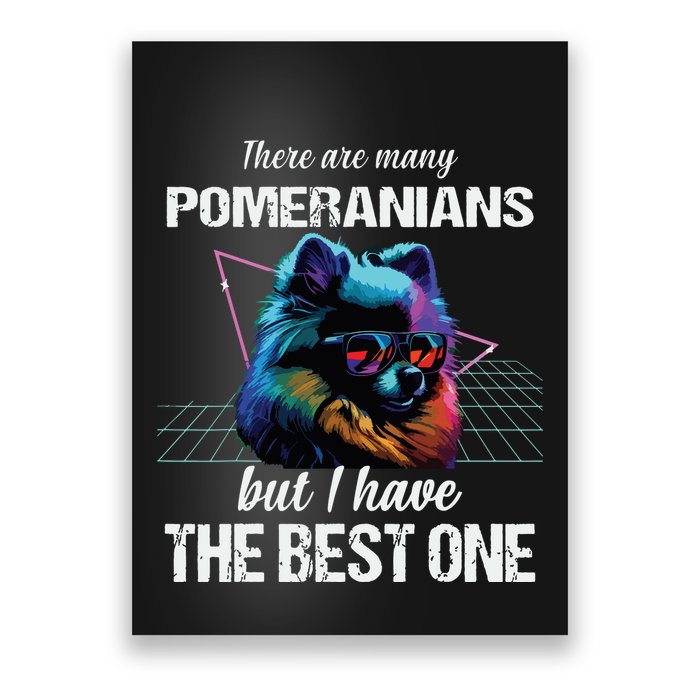 Pomeranian Dog Pomeranians Poster