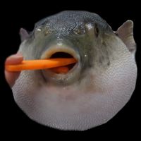 Pufferfish Eating A Carrot Meme Funny Blowfish Dank Memes Gift Cooling Performance Crew T-Shirt