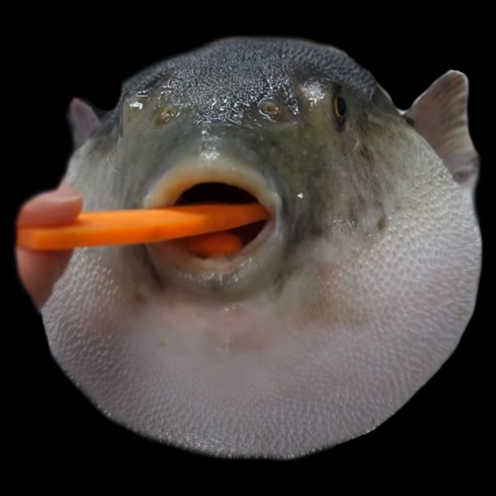 Pufferfish Eating A Carrot Meme Funny Blowfish Dank Memes Gift Cooling Performance Crew T-Shirt