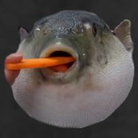 Pufferfish Eating A Carrot Meme Funny Blowfish Dank Memes Gift Adult Drive Performance Visor