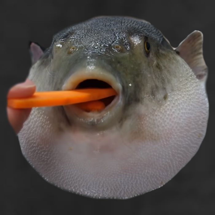 Pufferfish Eating A Carrot Meme Funny Blowfish Dank Memes Gift Adult Drive Performance Visor