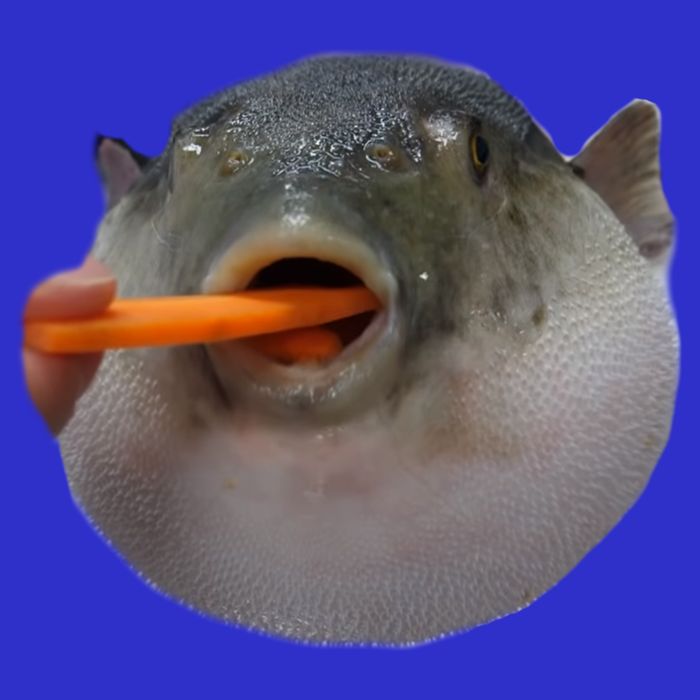 Pufferfish Eating A Carrot Meme Funny Blowfish Dank Memes Gift Bag