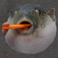 Pufferfish Eating A Carrot Meme Funny Blowfish Dank Memes Gift Vector Backpack