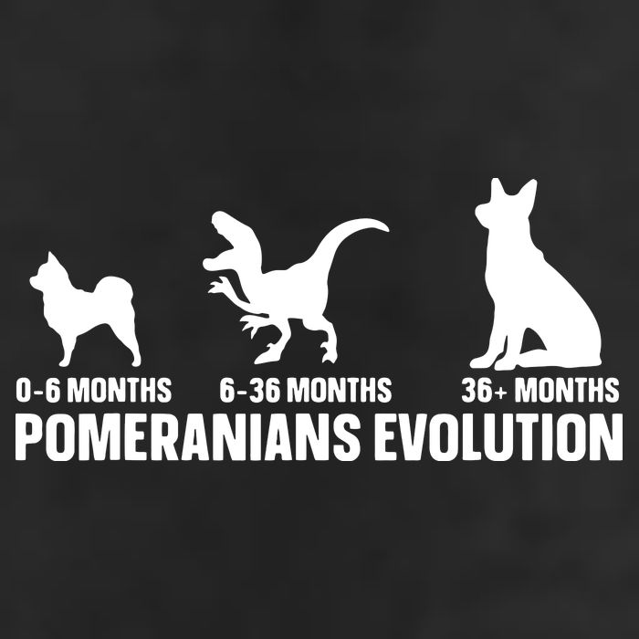Pomeranians Evolution Design For A Pomeranian Owner Golf Towel