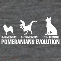 Pomeranians Evolution Design For A Pomeranian Owner Button