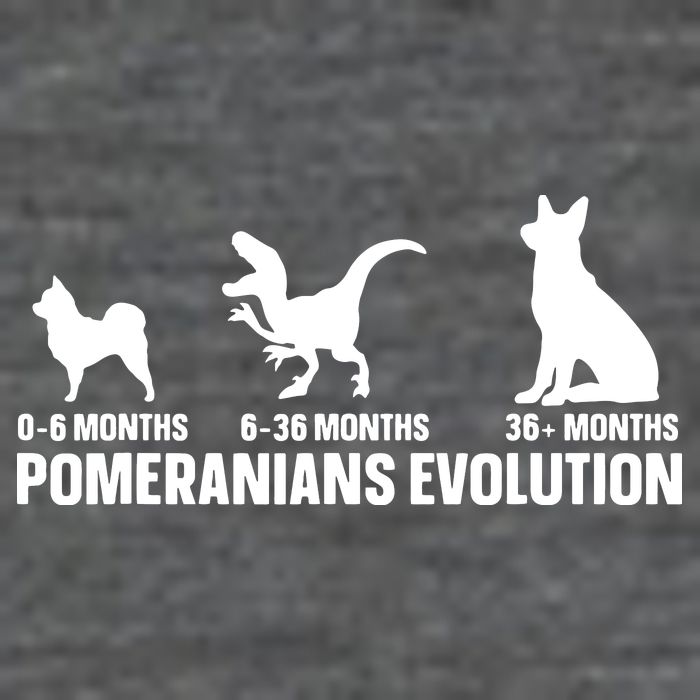 Pomeranians Evolution Design For A Pomeranian Owner 7-Panel Snapback Hat