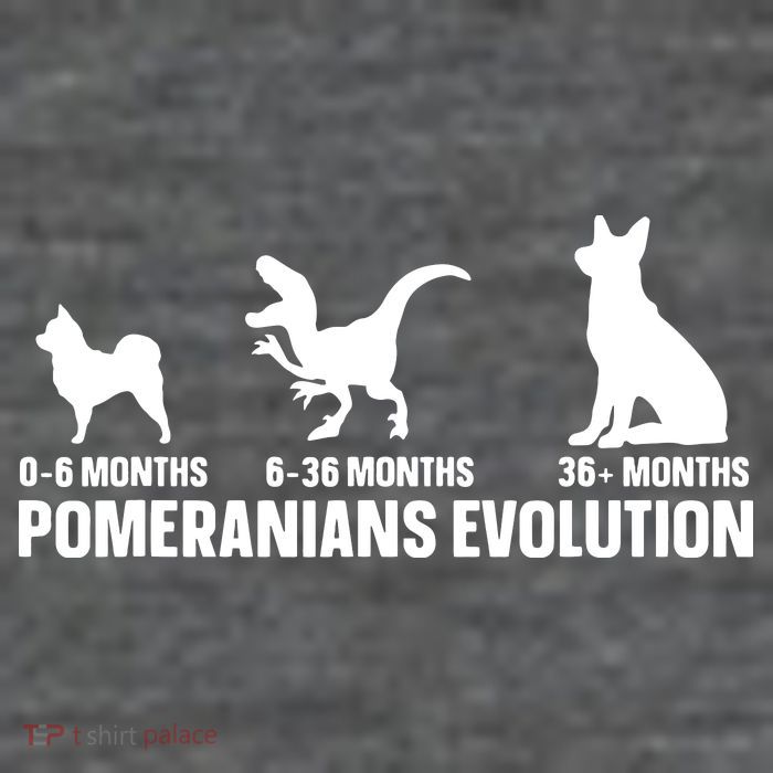 Pomeranians Evolution Design For A Pomeranian Owner Zip Tote Bag