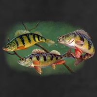 Perch Wild Life Fish Adult Drive Performance Visor