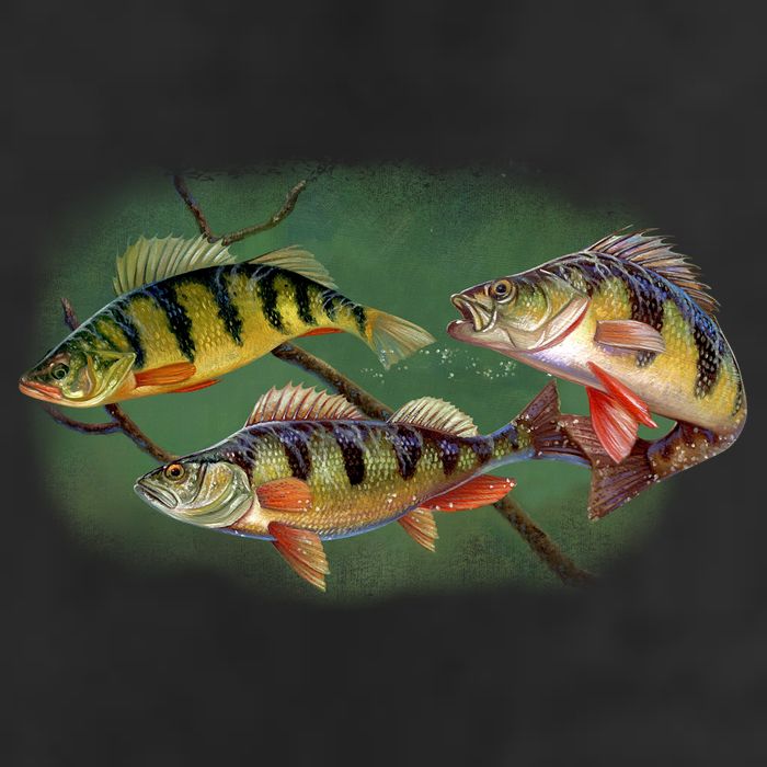 Perch Wild Life Fish Adult Drive Performance Visor