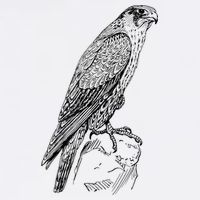 Peregrine Falcon Ornithology Falconer Bird Lover Flat Bill Trucker Hat