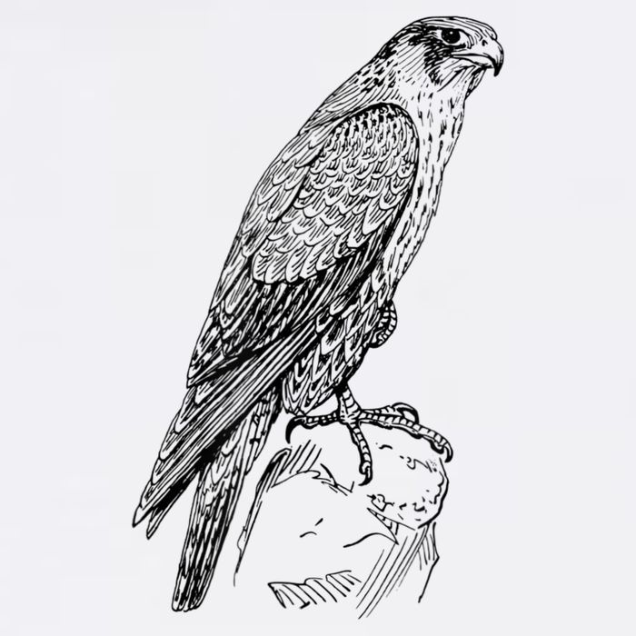 Peregrine Falcon Ornithology Falconer Bird Lover Flat Bill Trucker Hat