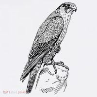 Peregrine Falcon Ornithology Falconer Bird Lover Premium T-Shirt