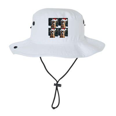 Pygmy Goat Selfie Christmas Goat Santa Hat Holiday Costume Legacy Cool Fit Booney Bucket Hat