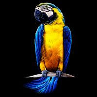 Parrot In Clouds Cooling Performance Crew T-Shirt