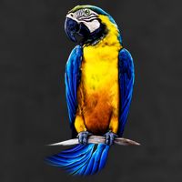 Parrot In Clouds Microfiber Hand Towel
