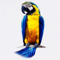 Parrot In Clouds Garment-Dyed Sweatshirt