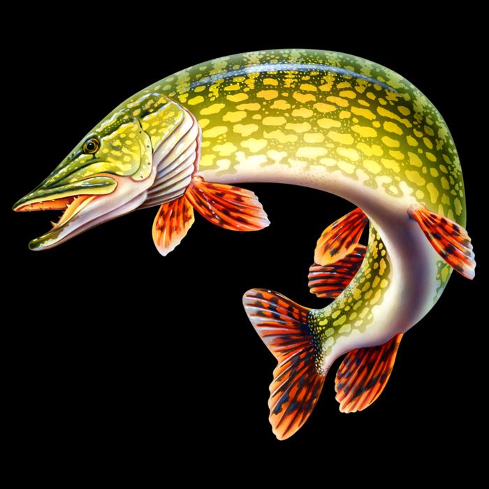 Pike Apron