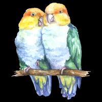 Pineapple Conure Watercolor Bird Tall T-Shirt