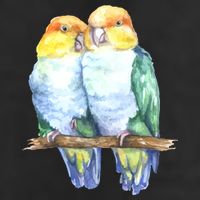 Pineapple Conure Watercolor Bird Hat