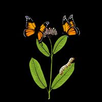 Plant Milkweed Mug