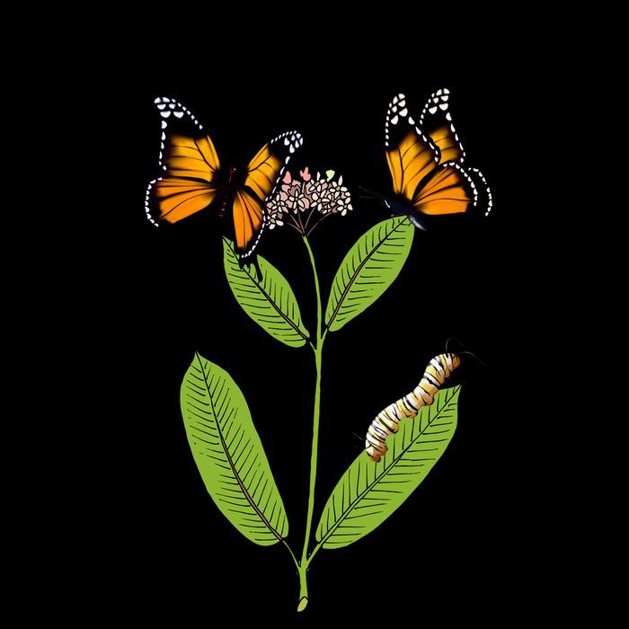Plant Milkweed Mug