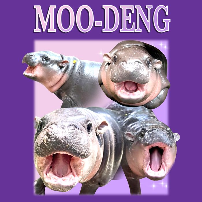 Purple Moo Deng Meme Hippo Funny Coaster