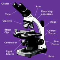 Parts Of A Microscope Toddler T-Shirt