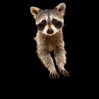Pocket Raccoon Funny Mug
