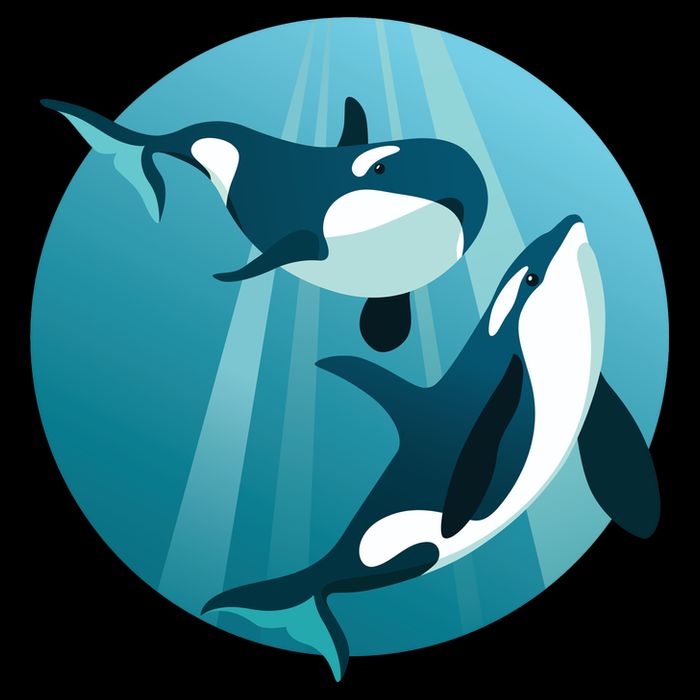 Pair Of Orcas Swimming Wool Snapback Cap