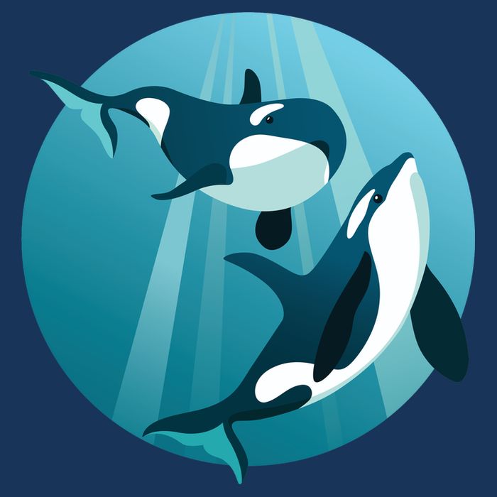 Pair Of Orcas Swimming USA-Made Doggie Bandana