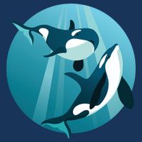 Pair Of Orcas Swimming Button