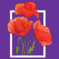 Poppy Flowers Tall T-Shirt