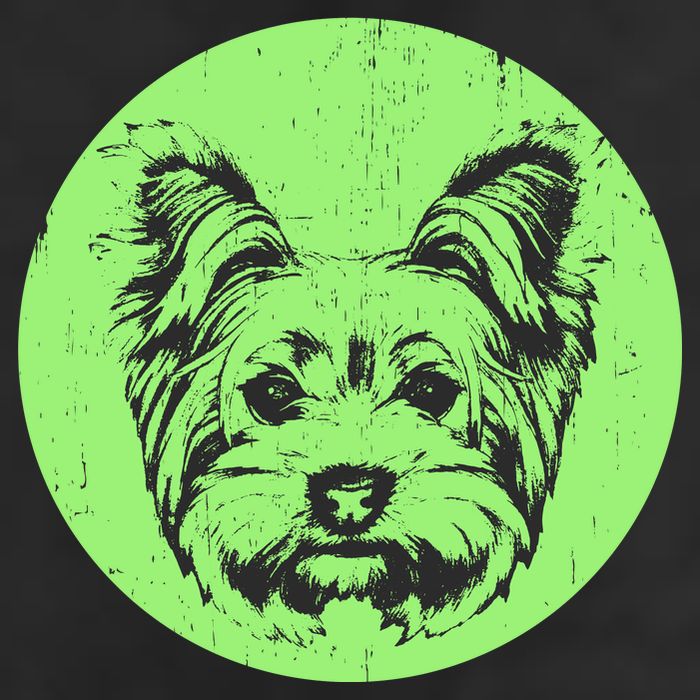 Portrait of Yorkshire Terrier Dog Hat