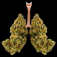 Pot Lungs Performance Shirt