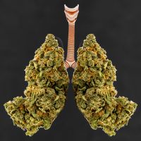 Pot Lungs Adult Drive Performance Visor