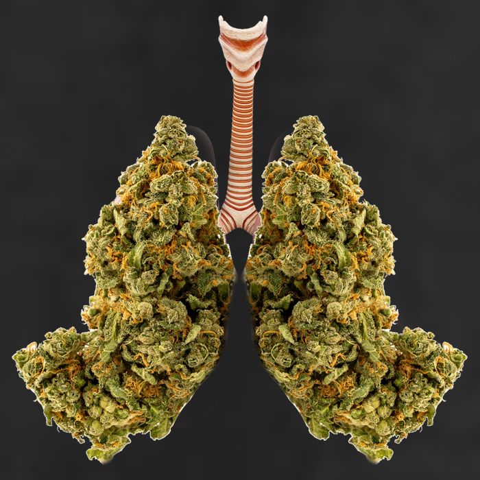 Pot Lungs Adult Drive Performance Visor
