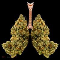 Pot Lungs Women's V-Neck T-Shirt