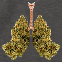 Pot Lungs Vector Backpack