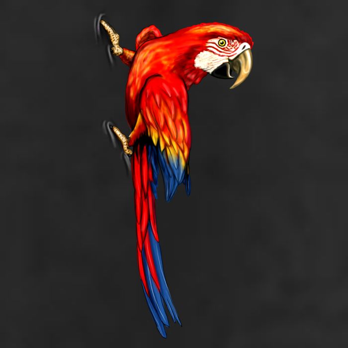 Parrot On Wall Cool Comfort Performance Bucket Hat