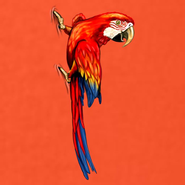 Parrot On Wall Visor