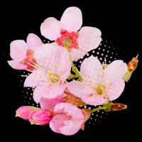 Pink Springtime Cherry Blossoms Sakura Impact Tech Backpack