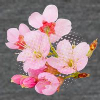 Pink Springtime Cherry Blossoms Sakura Womens T-Shirt