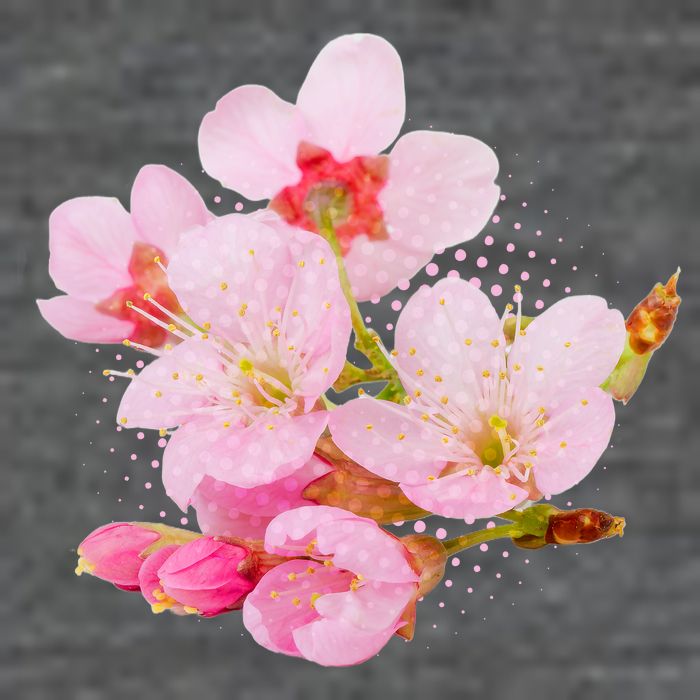 Pink Springtime Cherry Blossoms Sakura Womens T-Shirt