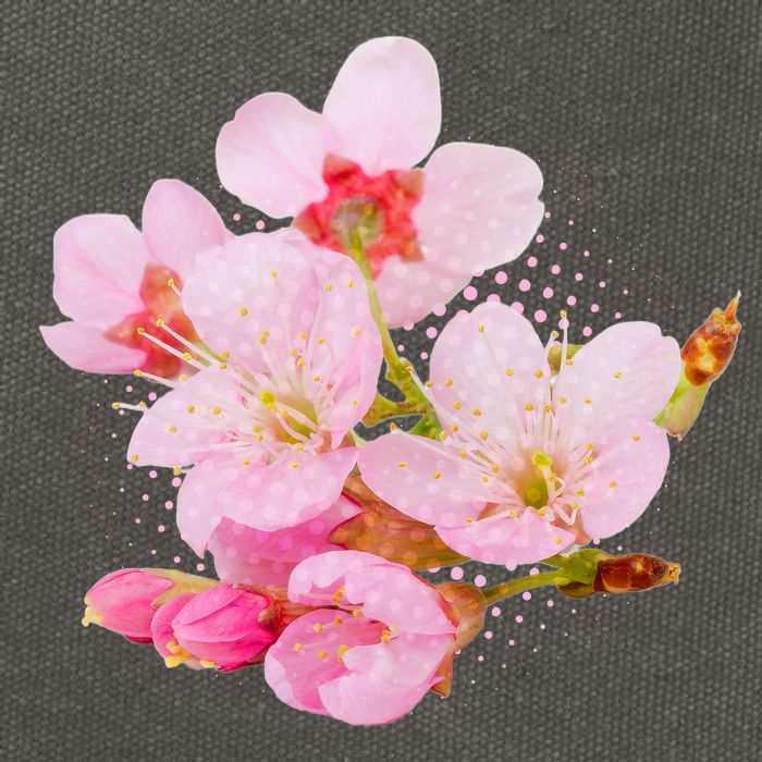 Pink Springtime Cherry Blossoms Sakura Cotton Canvas Backpack