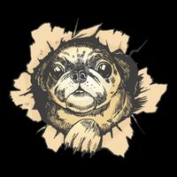 Pug Torn USA-Made Doggie Bandana