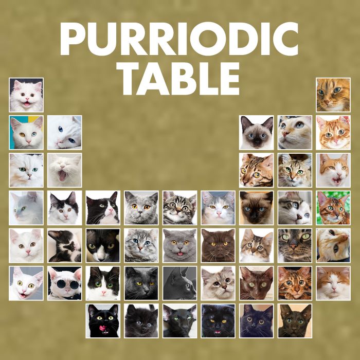 Purriodic Table Of Cats Periodic Garment-Dyed Women's Muscle Tee