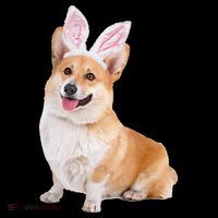 Pembroke Welsh Corgi Wearing Easter Bunny Ears Dog Premium T-Shirt