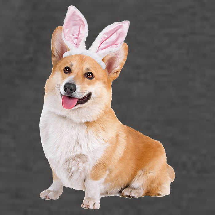 Pembroke Welsh Corgi Wearing Easter Bunny Ears Dog Vector Backpack