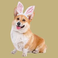 Pembroke Welsh Corgi Wearing Easter Bunny Ears Dog Button